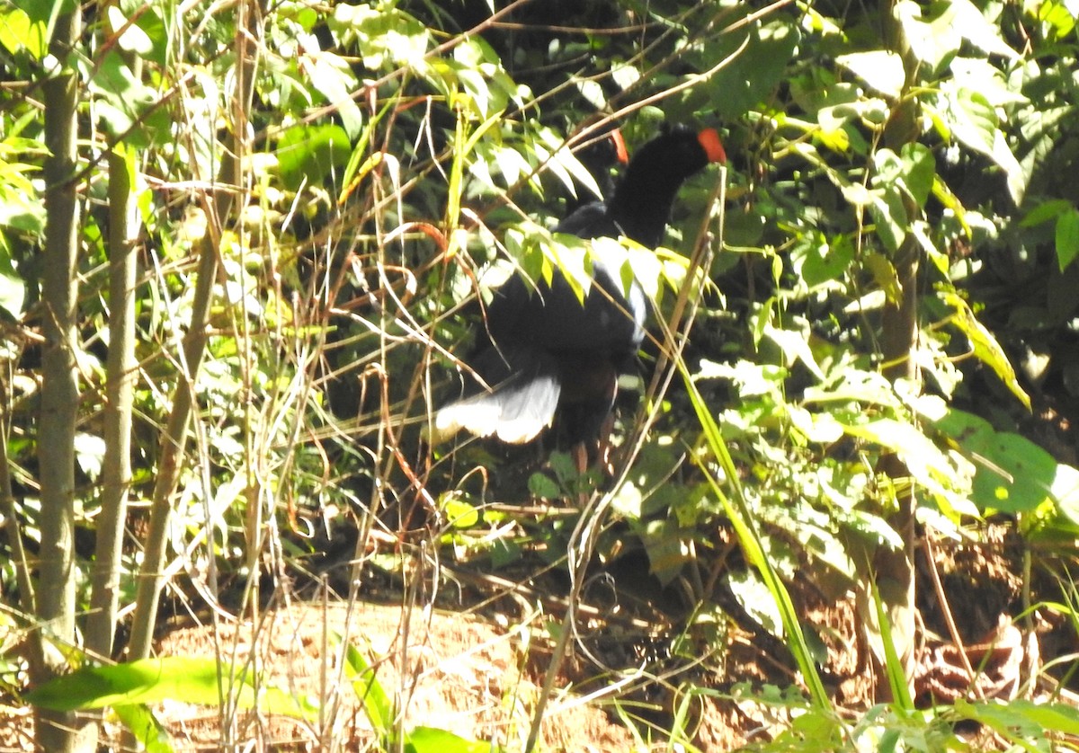 Razor-billed Curassow - ML646705129