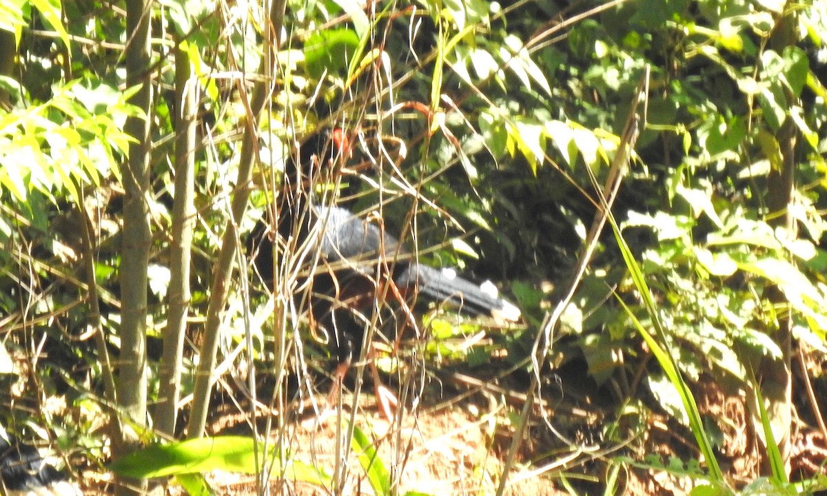 Razor-billed Curassow - ML646705130