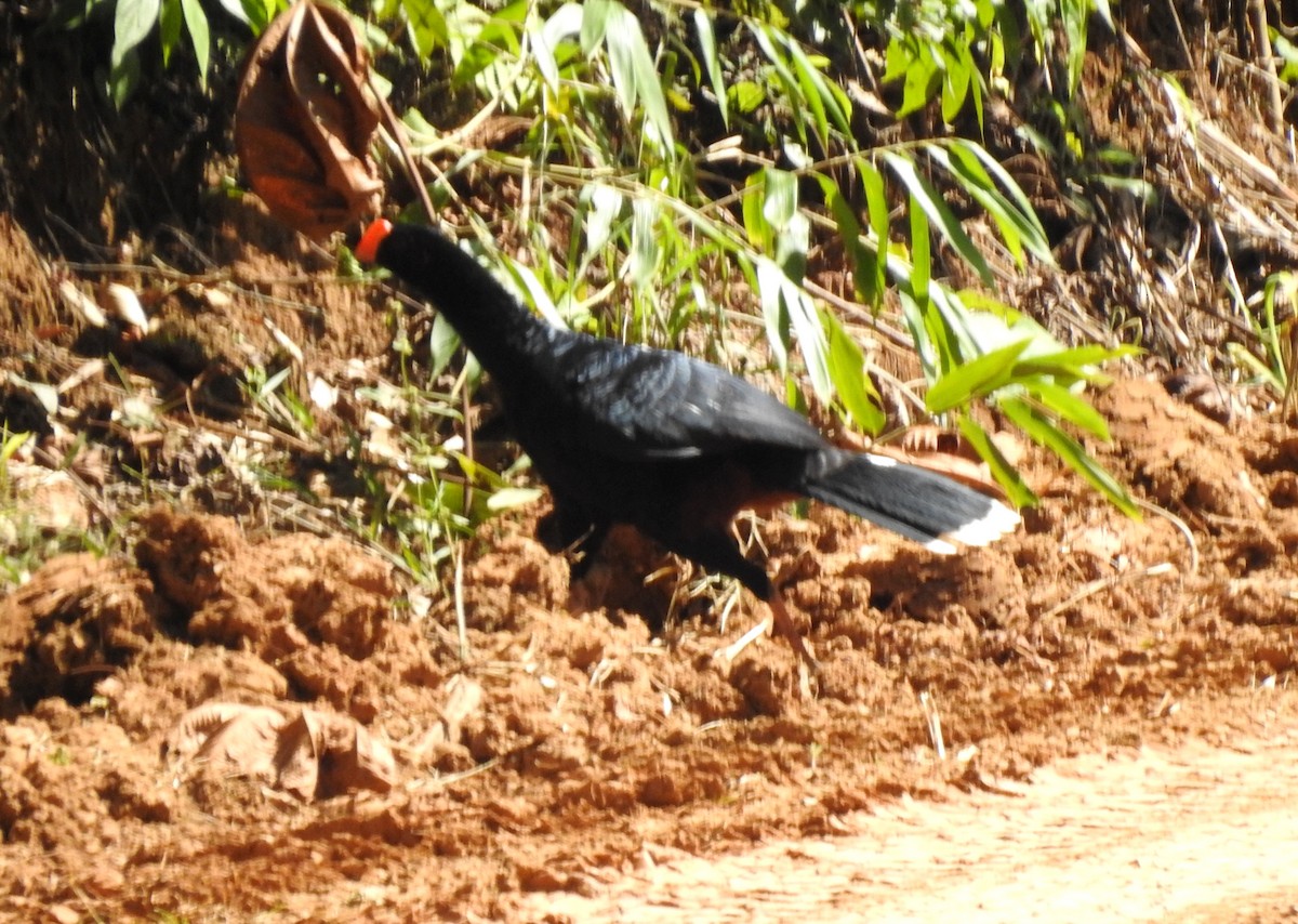 Razor-billed Curassow - ML646705131