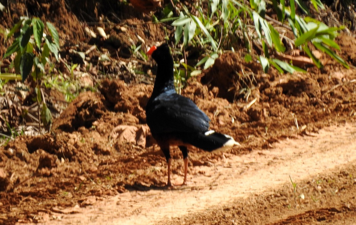 Razor-billed Curassow - ML646705132