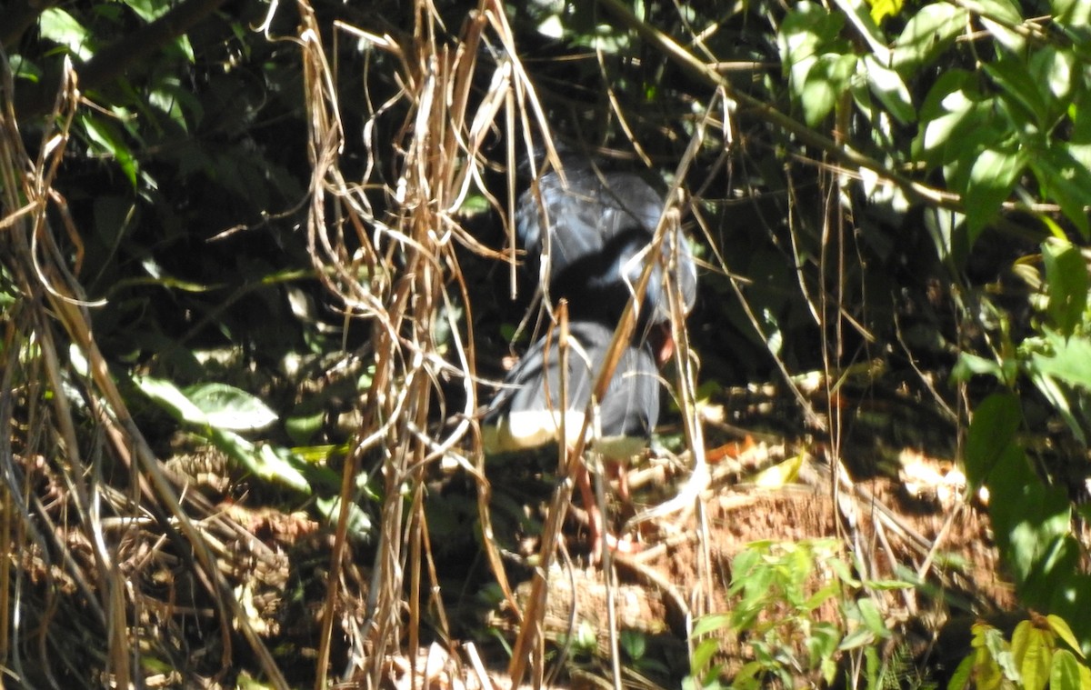 Razor-billed Curassow - ML646705133