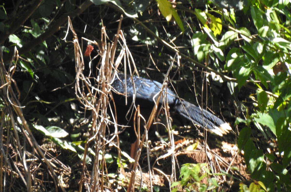 Razor-billed Curassow - ML646705134
