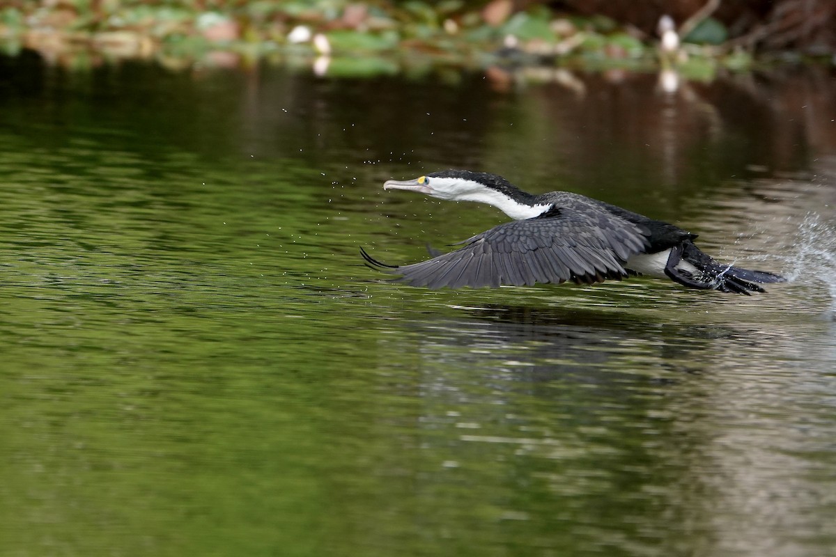 Pied Cormorant - ML646705135