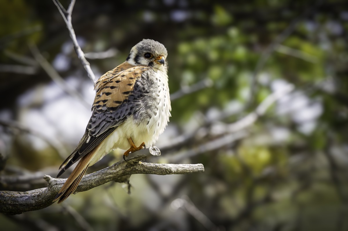 American Kestrel - ML646705137