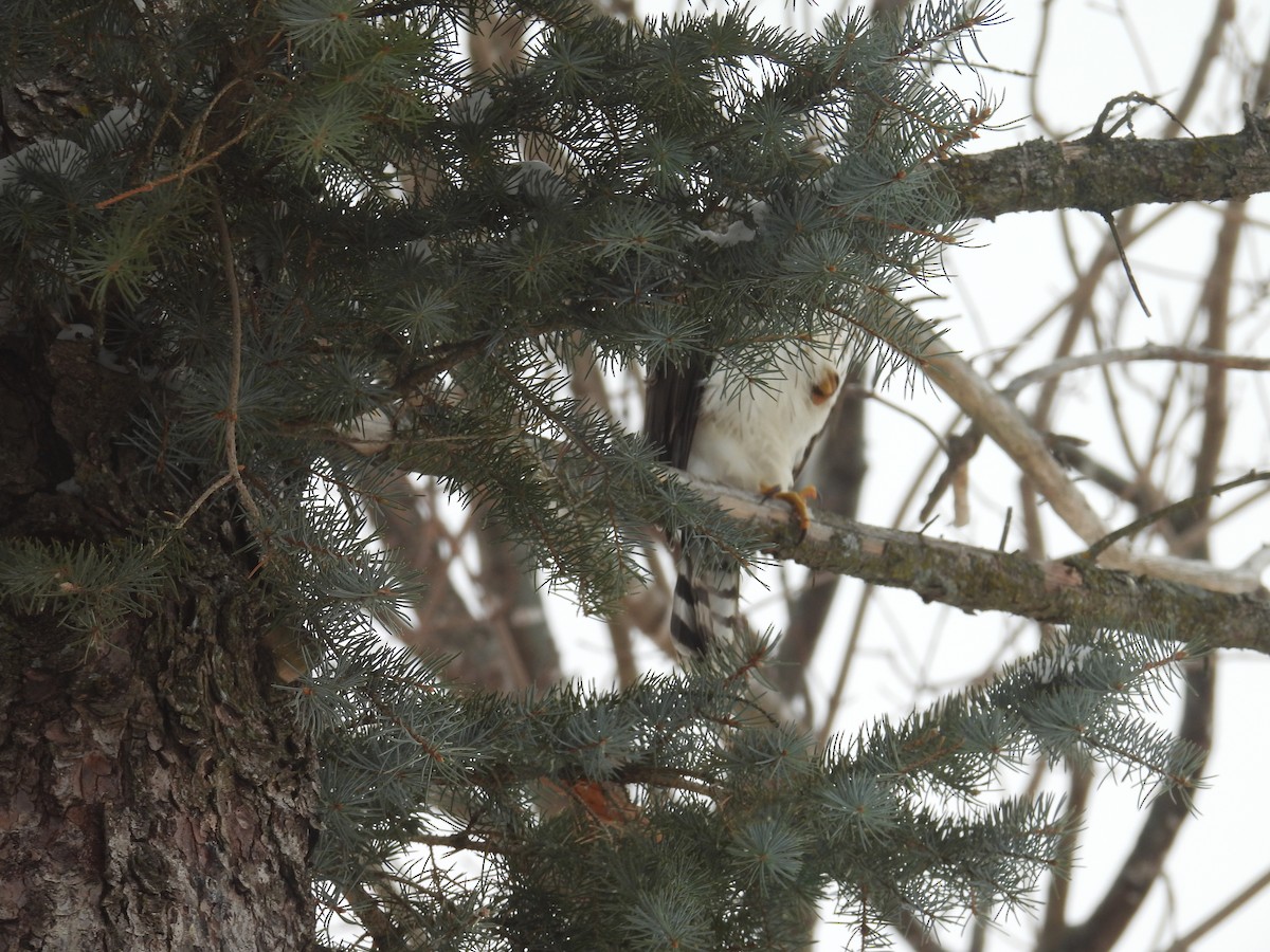 Northern Harrier - ML646705139