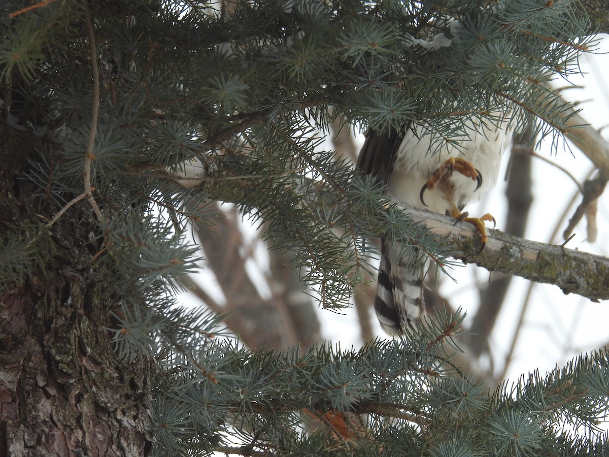 Northern Harrier - ML646705140