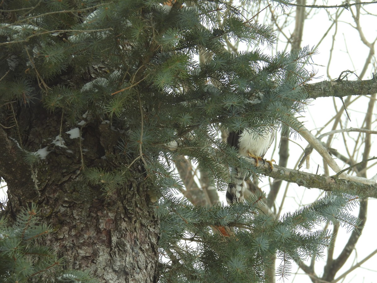 Northern Harrier - ML646705141