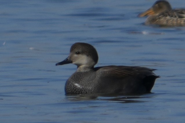 Boz Ördek - ML646705142