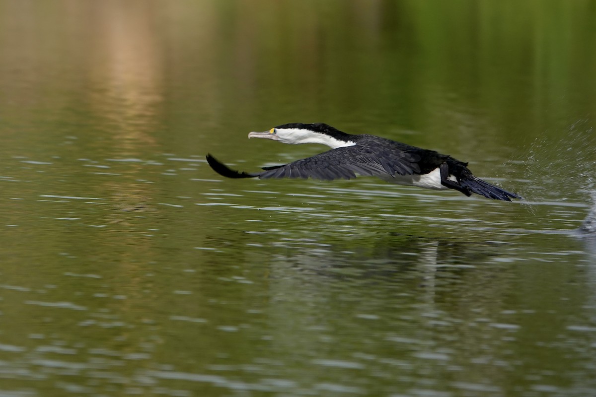 Pied Cormorant - ML646705143