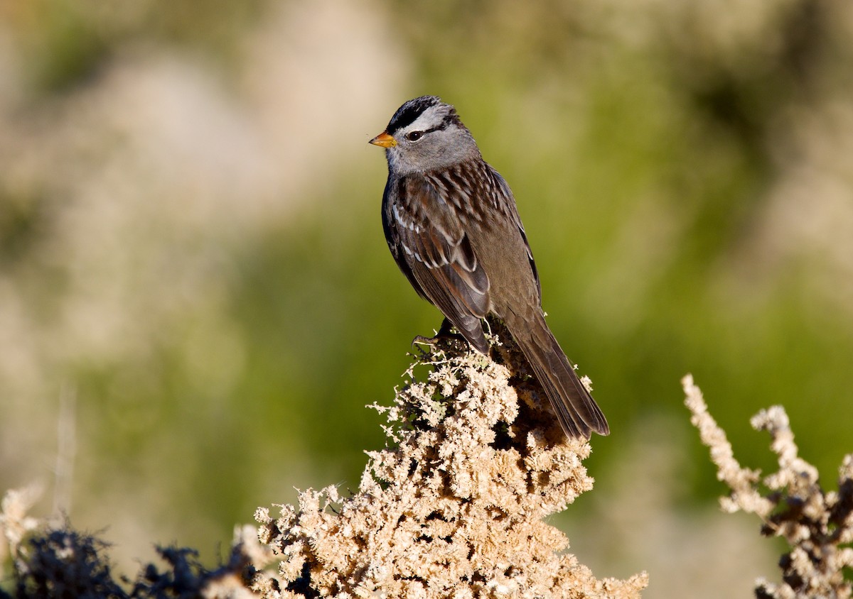 White-crowned Sparrow - ML646705144