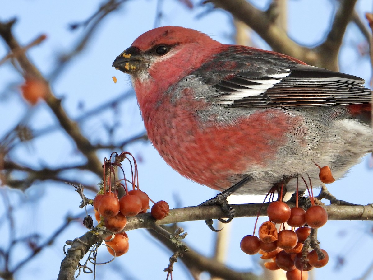 Pinu-gailupa - ML646705147