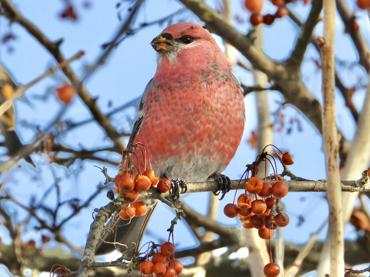 Pinu-gailupa - ML646705150