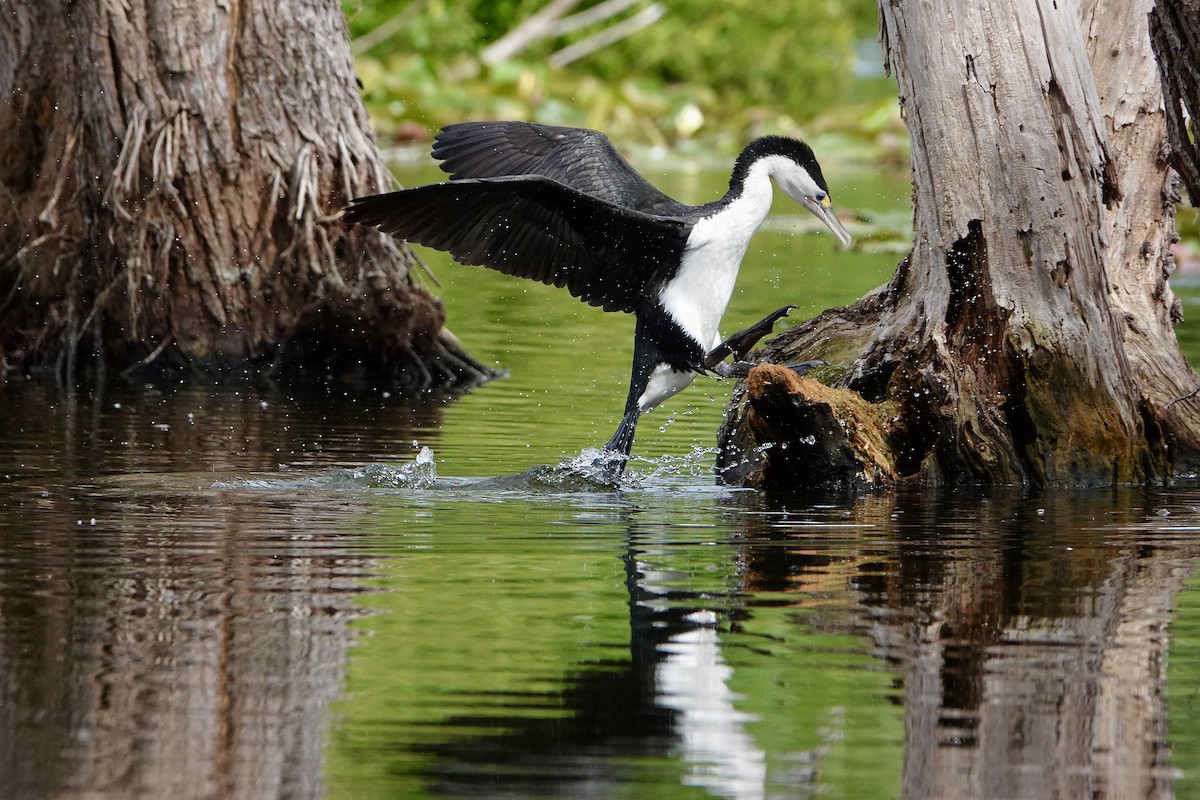 Pied Cormorant - ML646705151