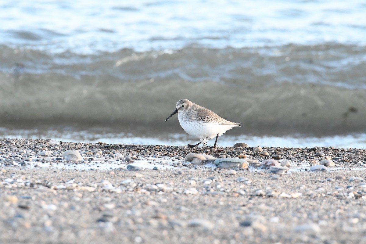 Dunlin - ML646705152