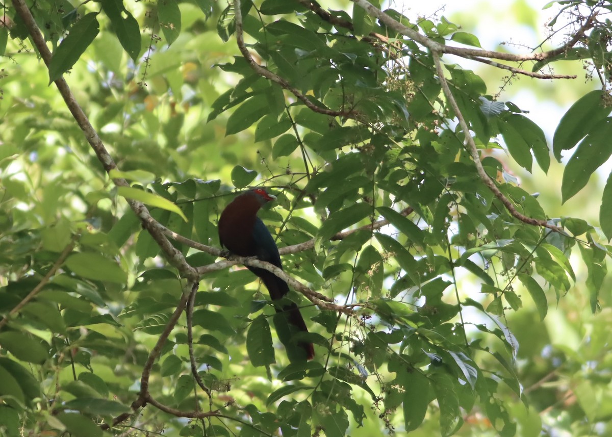 Chestnut-breasted Malkoha - ML646705153