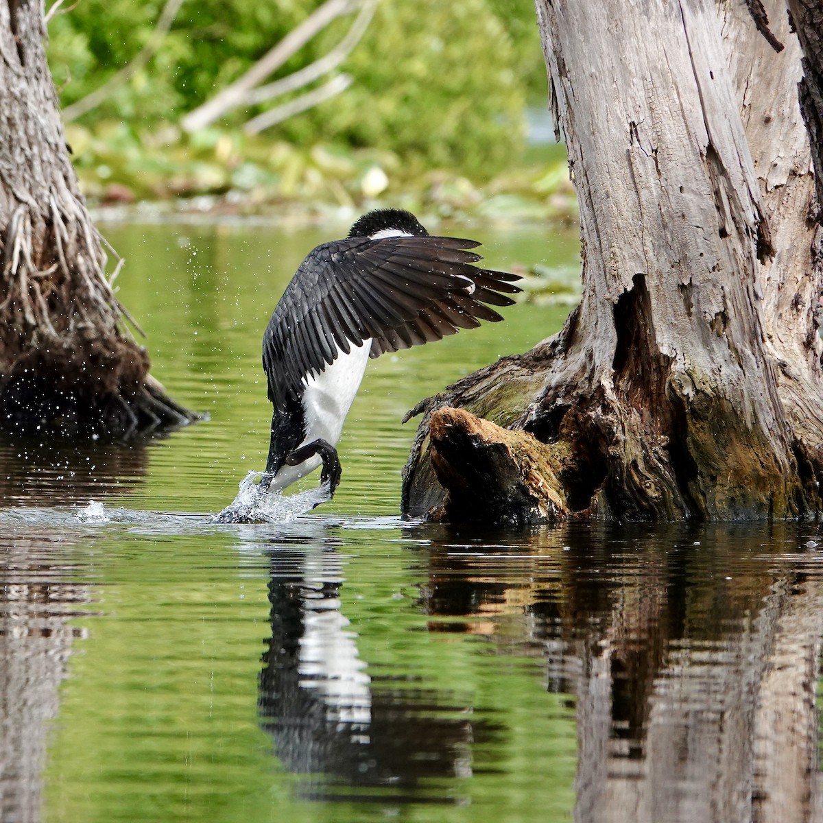 Pied Cormorant - ML646705154