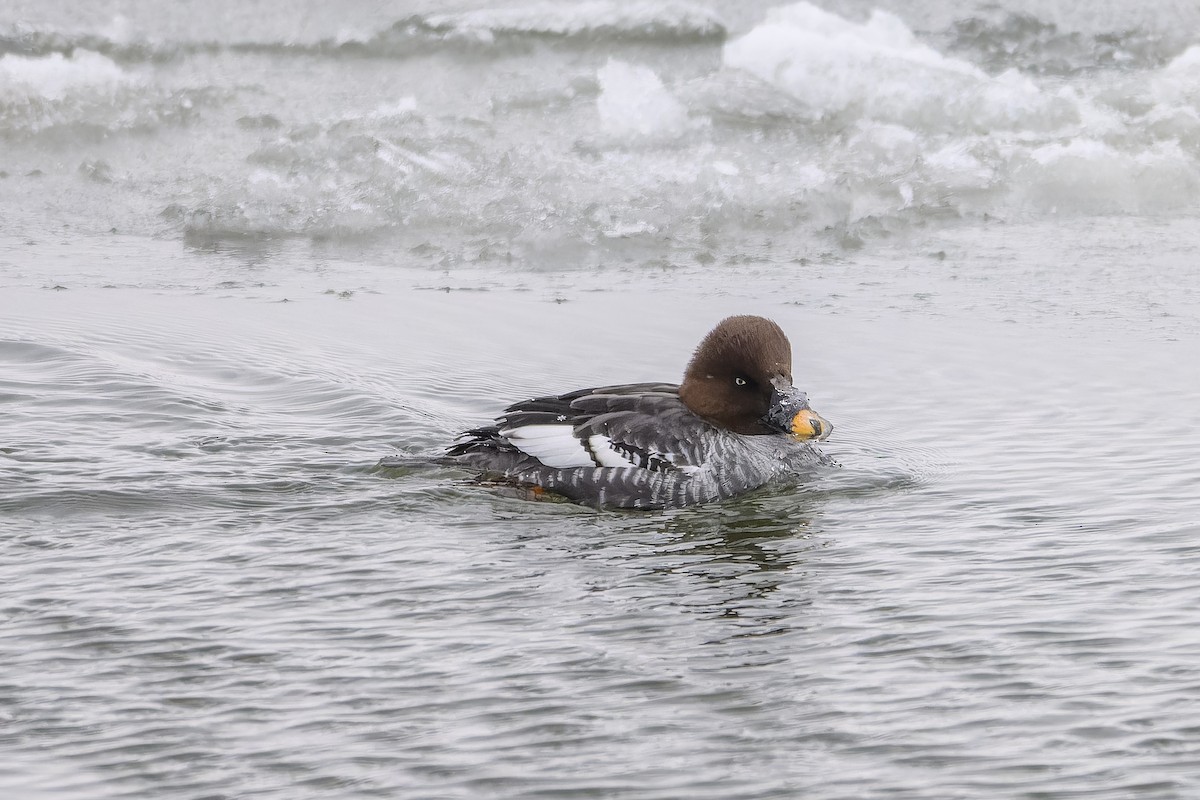 Common Goldeneye - ML646705155