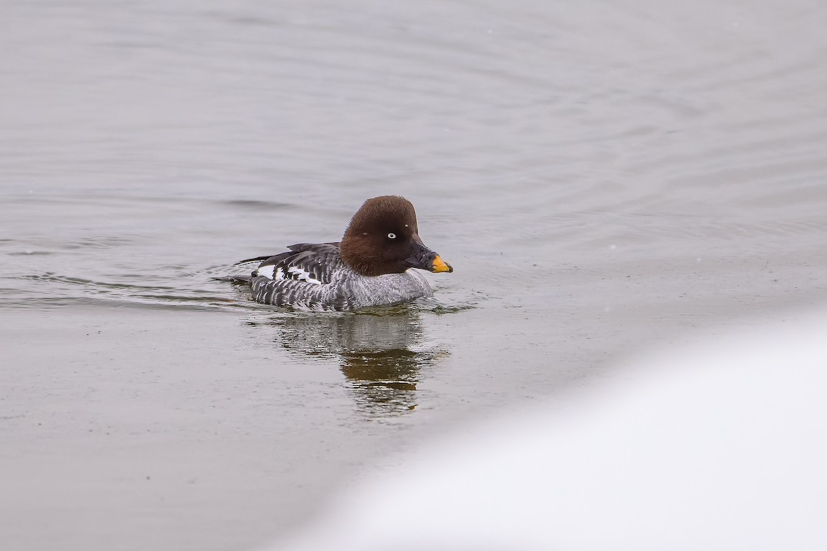 Common Goldeneye - ML646705156