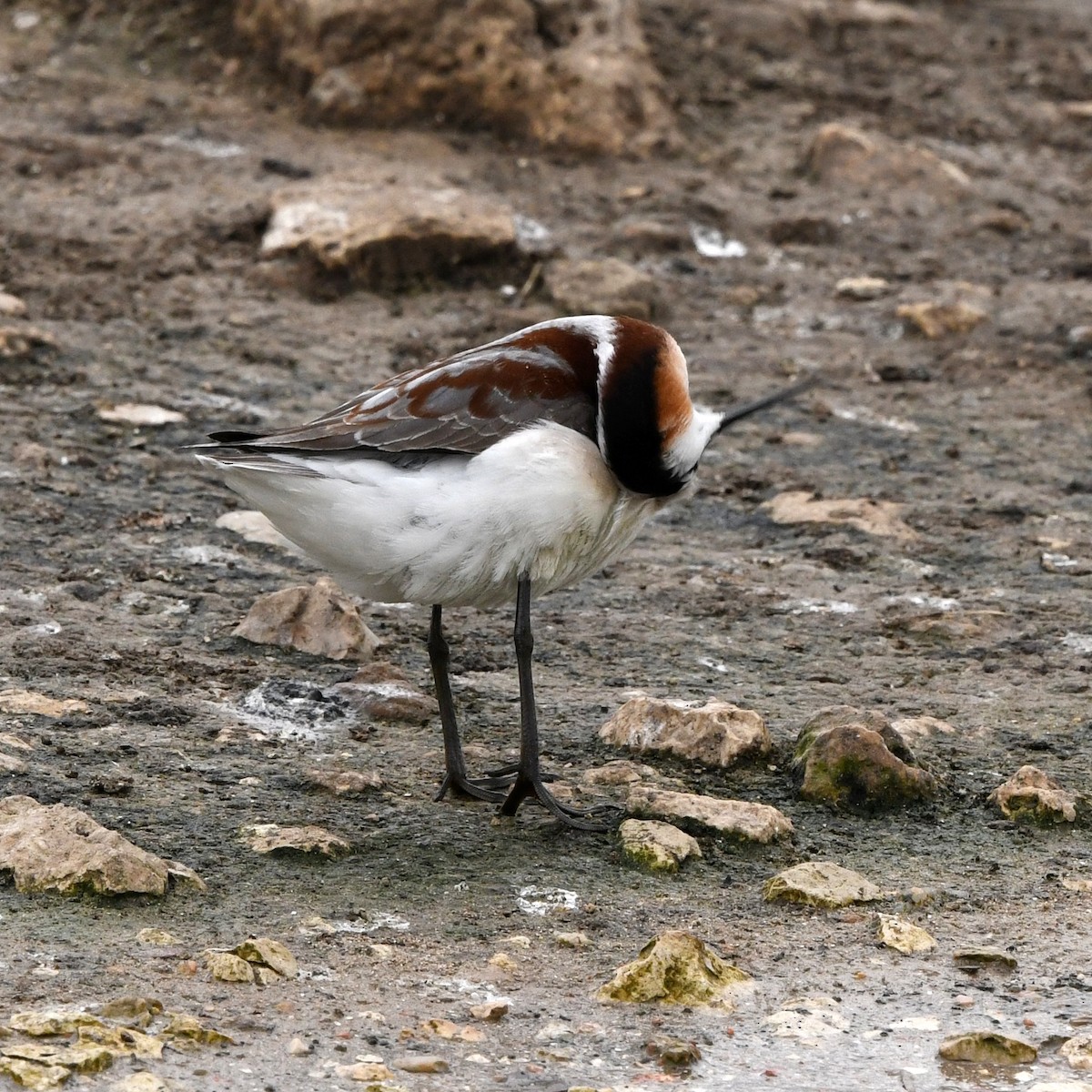 Wilson's Phalarope - ML646705158