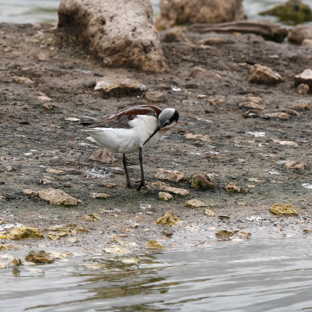 Wilson's Phalarope - ML646705159