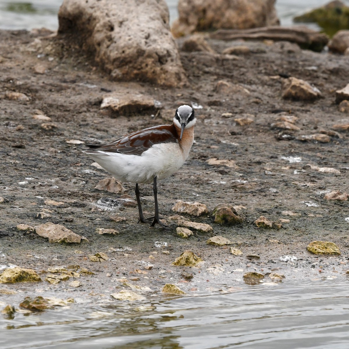 Wilson's Phalarope - ML646705160