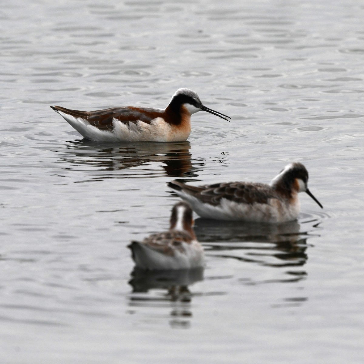 Wilson's Phalarope - ML646705161