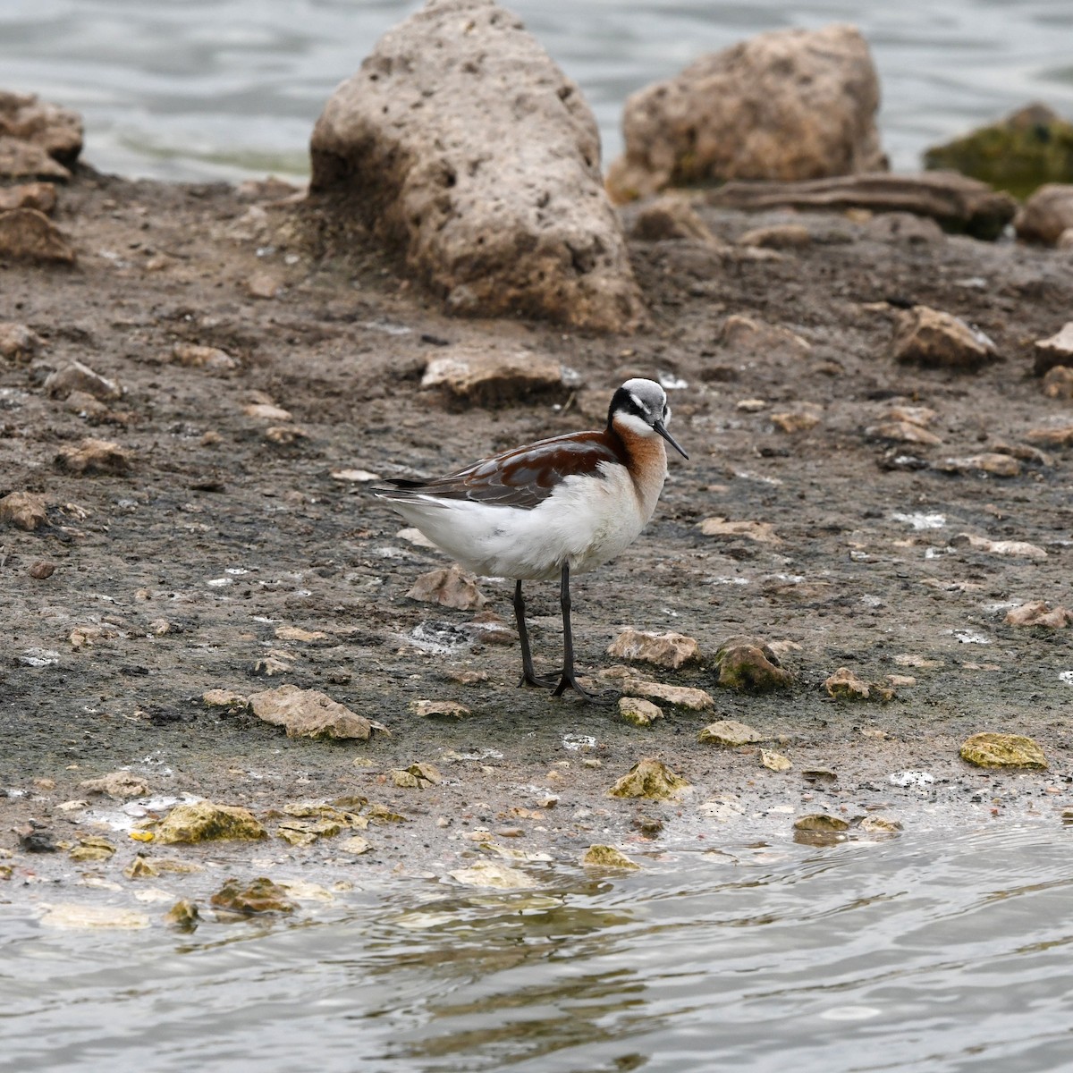 Wilson's Phalarope - ML646705162