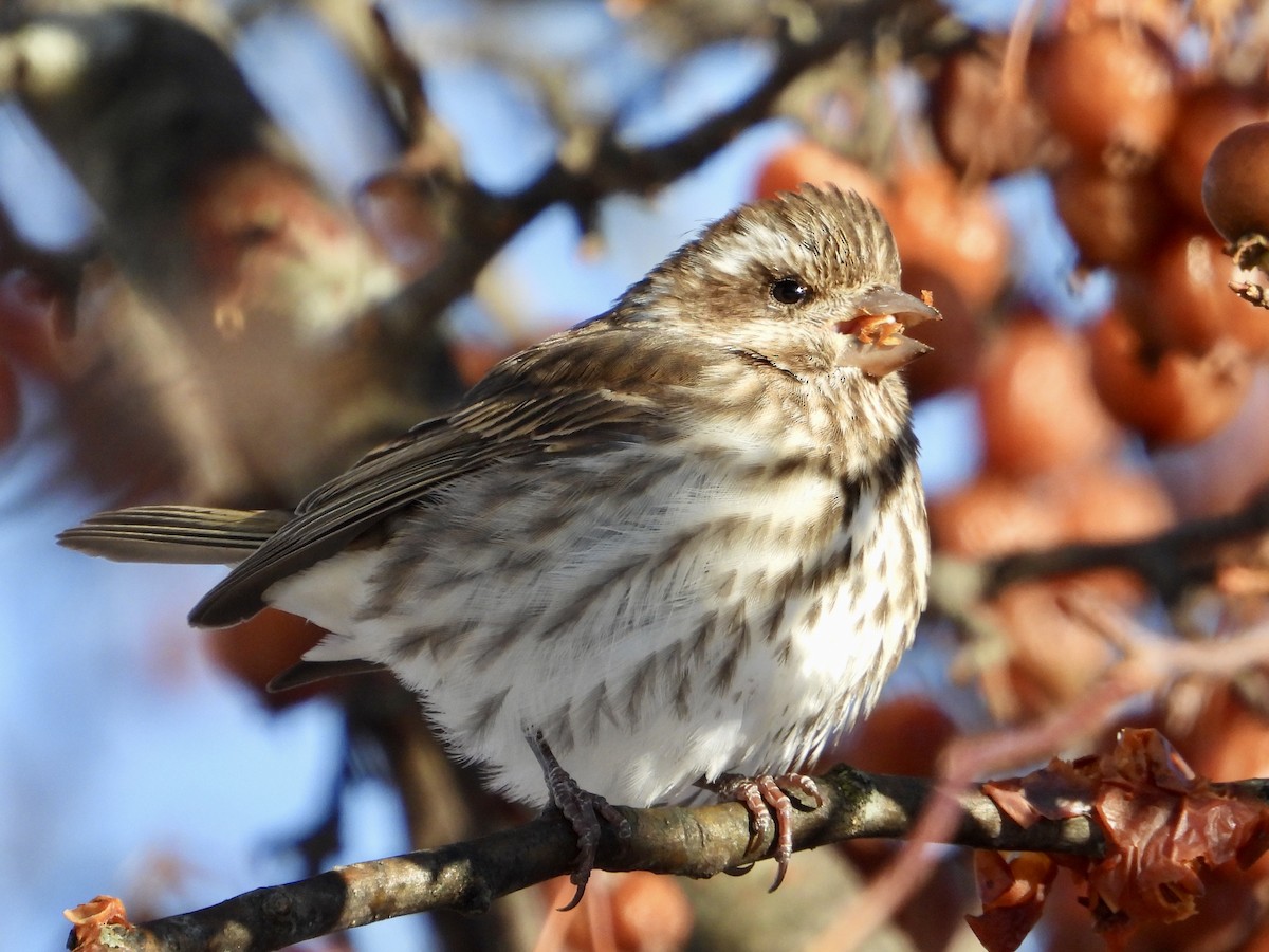 Camachuelo Purpúreo - ML646705163