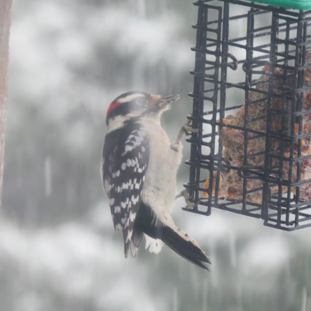Downy Woodpecker - ML646705164