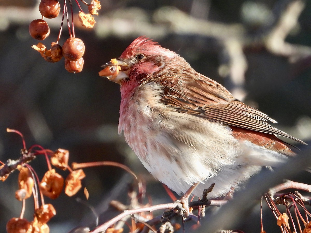 Camachuelo Purpúreo - ML646705165