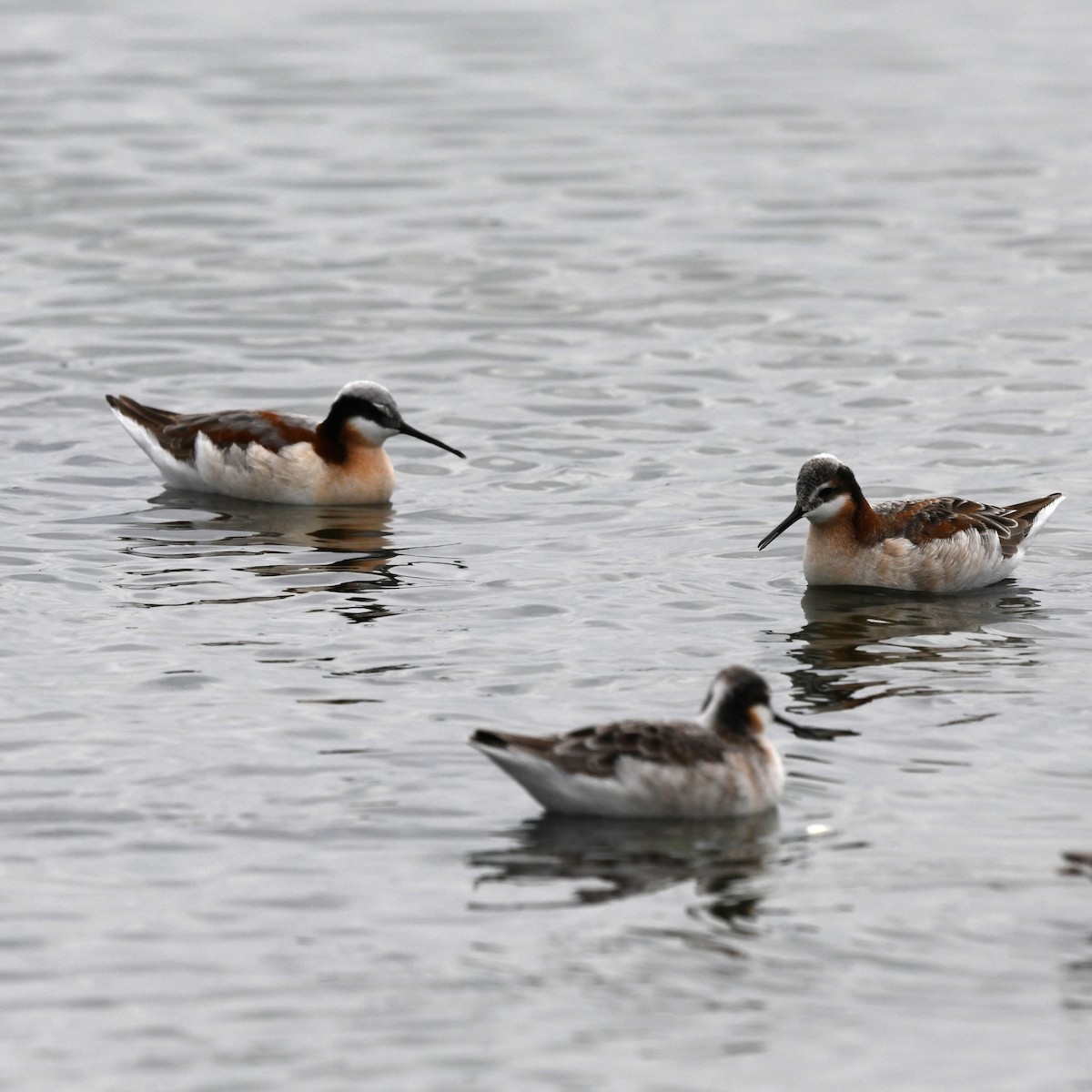 Wilson's Phalarope - ML646705166
