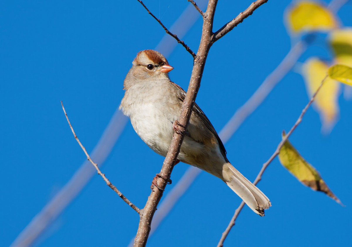 White-crowned Sparrow - ML646705167