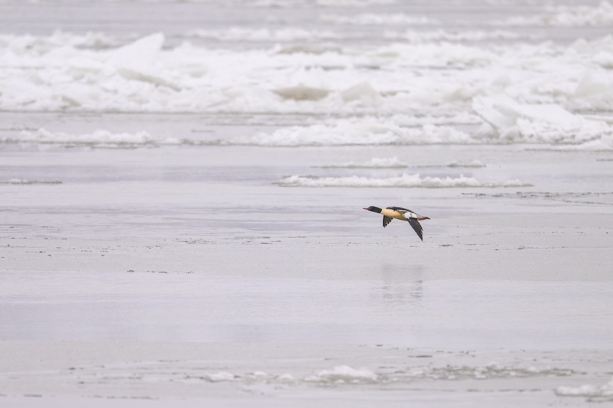 Common Merganser - ML646705169