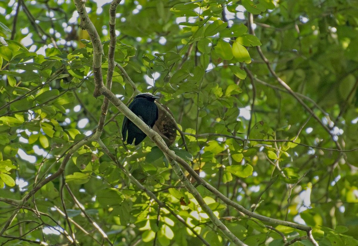 White-crowned Manakin - ML646705170