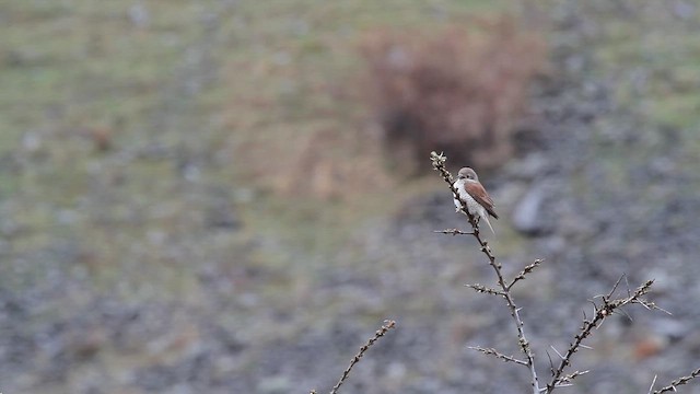 חנקן אדום-גב - ML646705171
