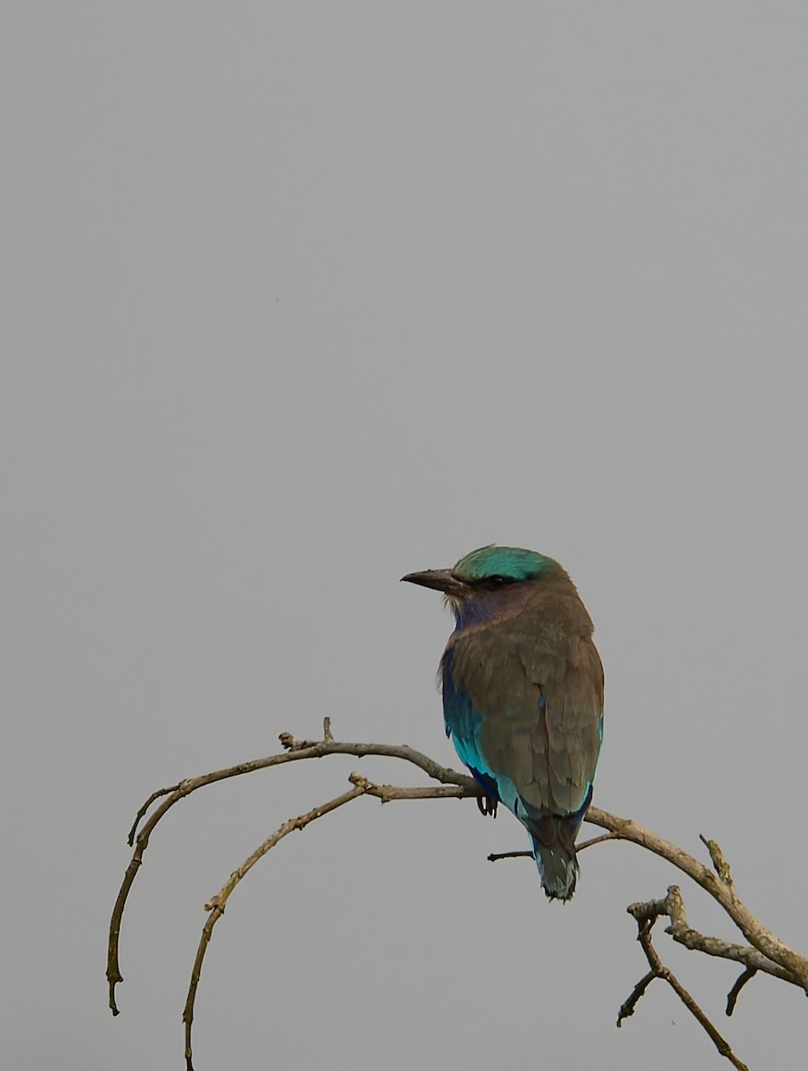 Indochinese Roller - ML646705172