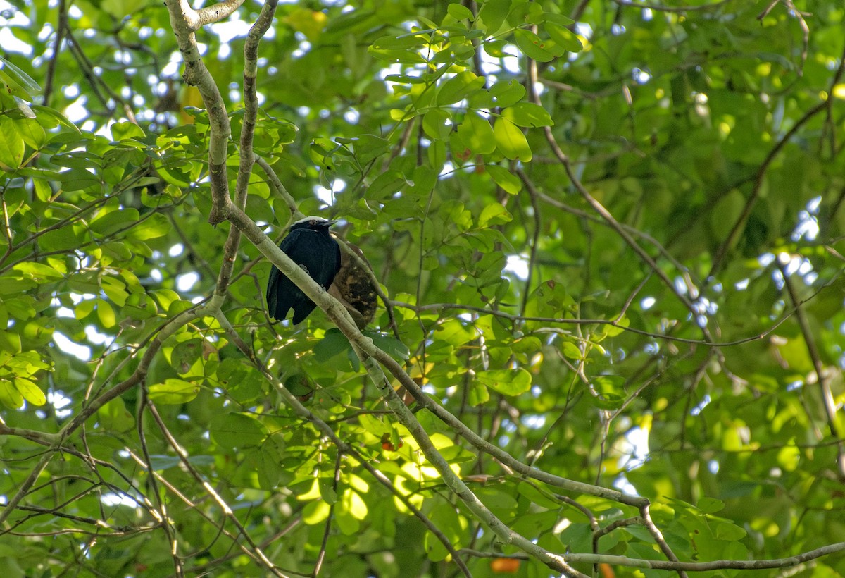 White-crowned Manakin - ML646705173