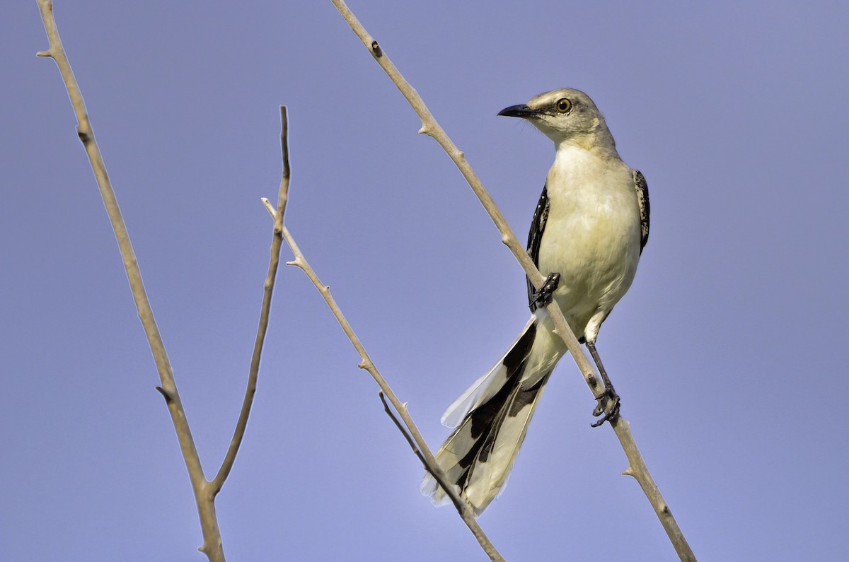 drozdec tropický - ML646705174