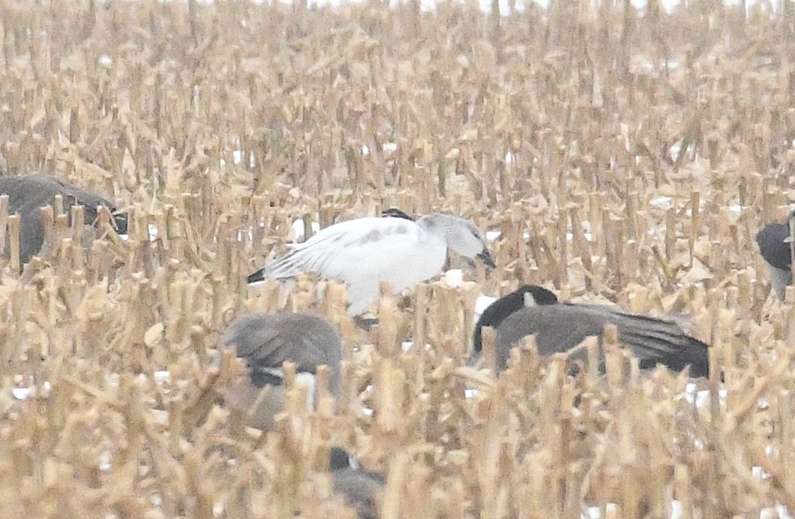 Snow Goose - ML646705175