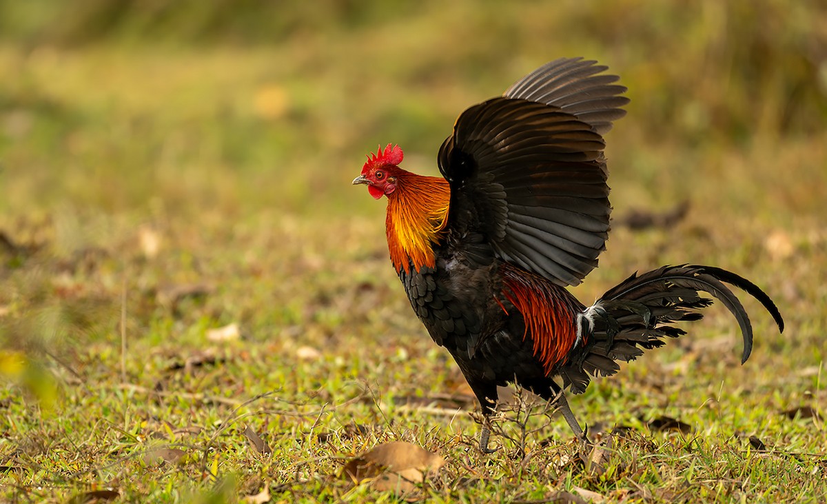 紅原雞 - ML646705176