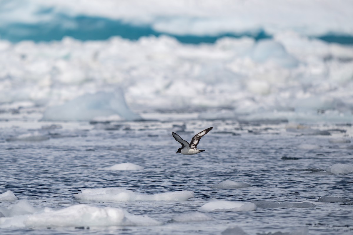 סערון הכף - ML646705178