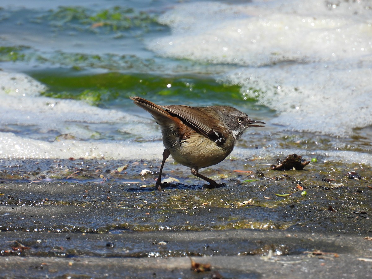 Ak Kaşlı Serikornis - ML646705180