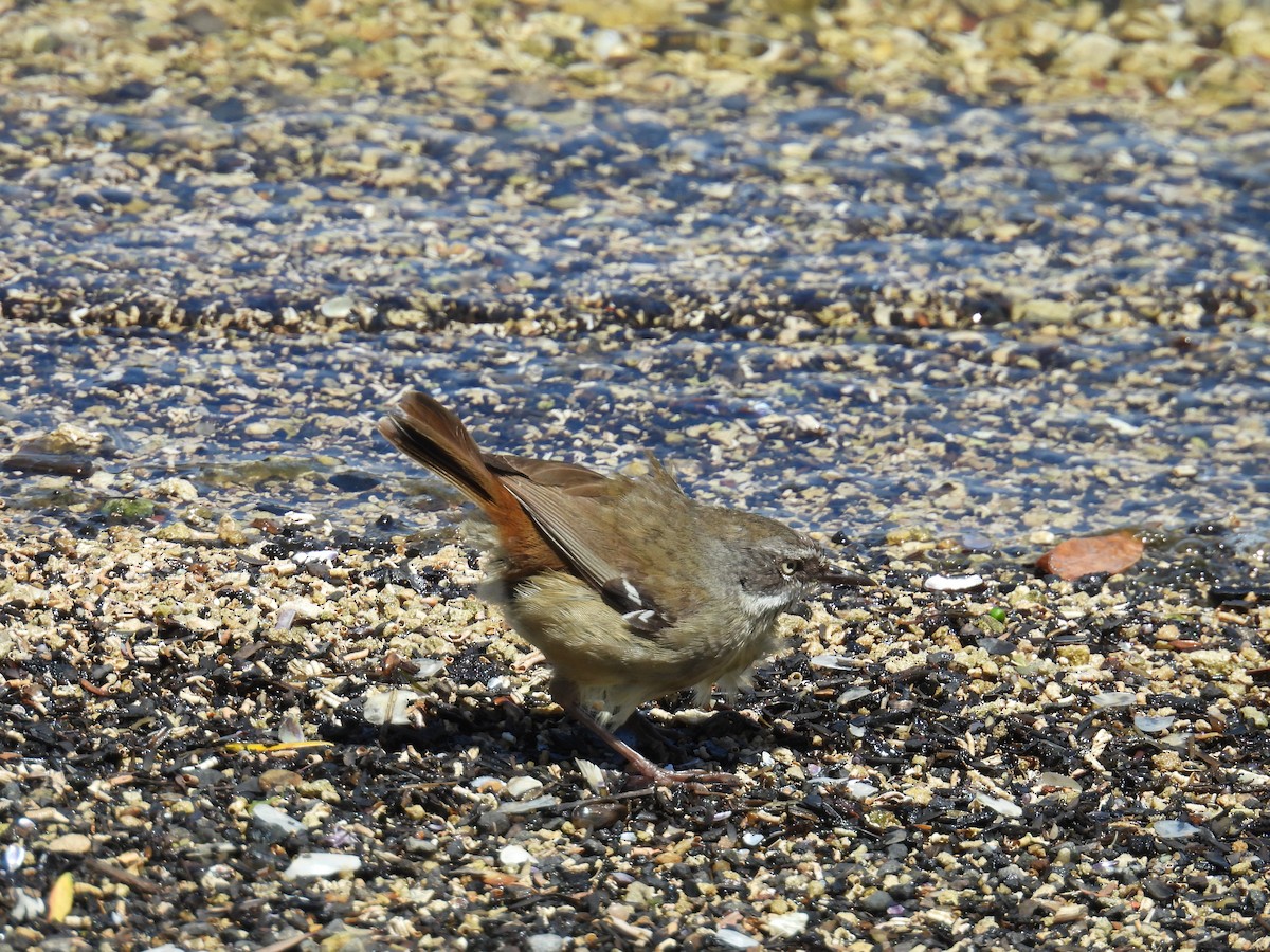 Ak Kaşlı Serikornis - ML646705181
