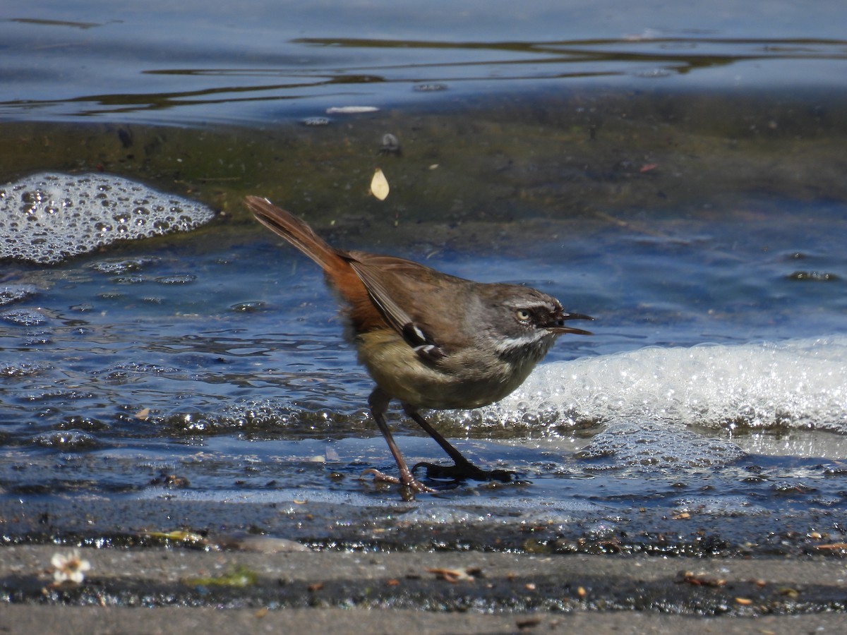 Ak Kaşlı Serikornis - ML646705182