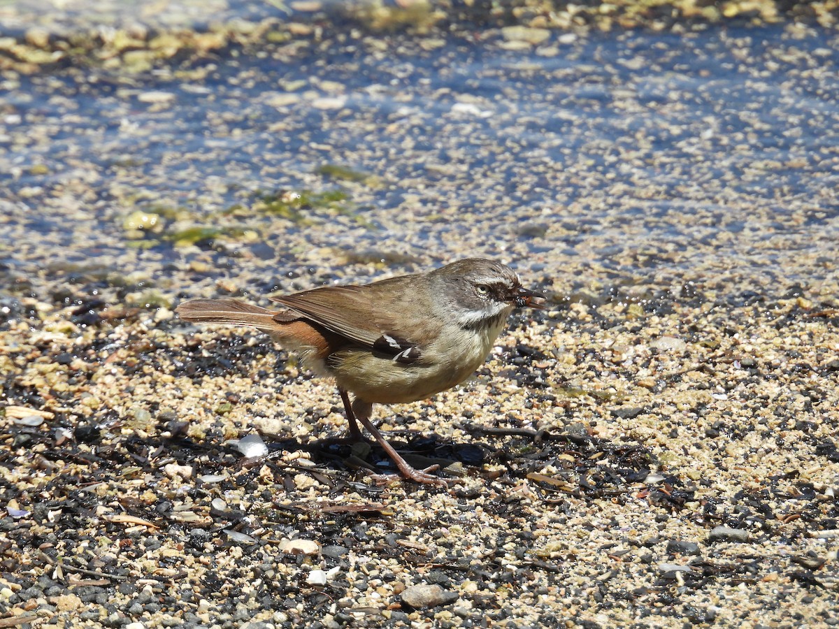 Ak Kaşlı Serikornis - ML646705183