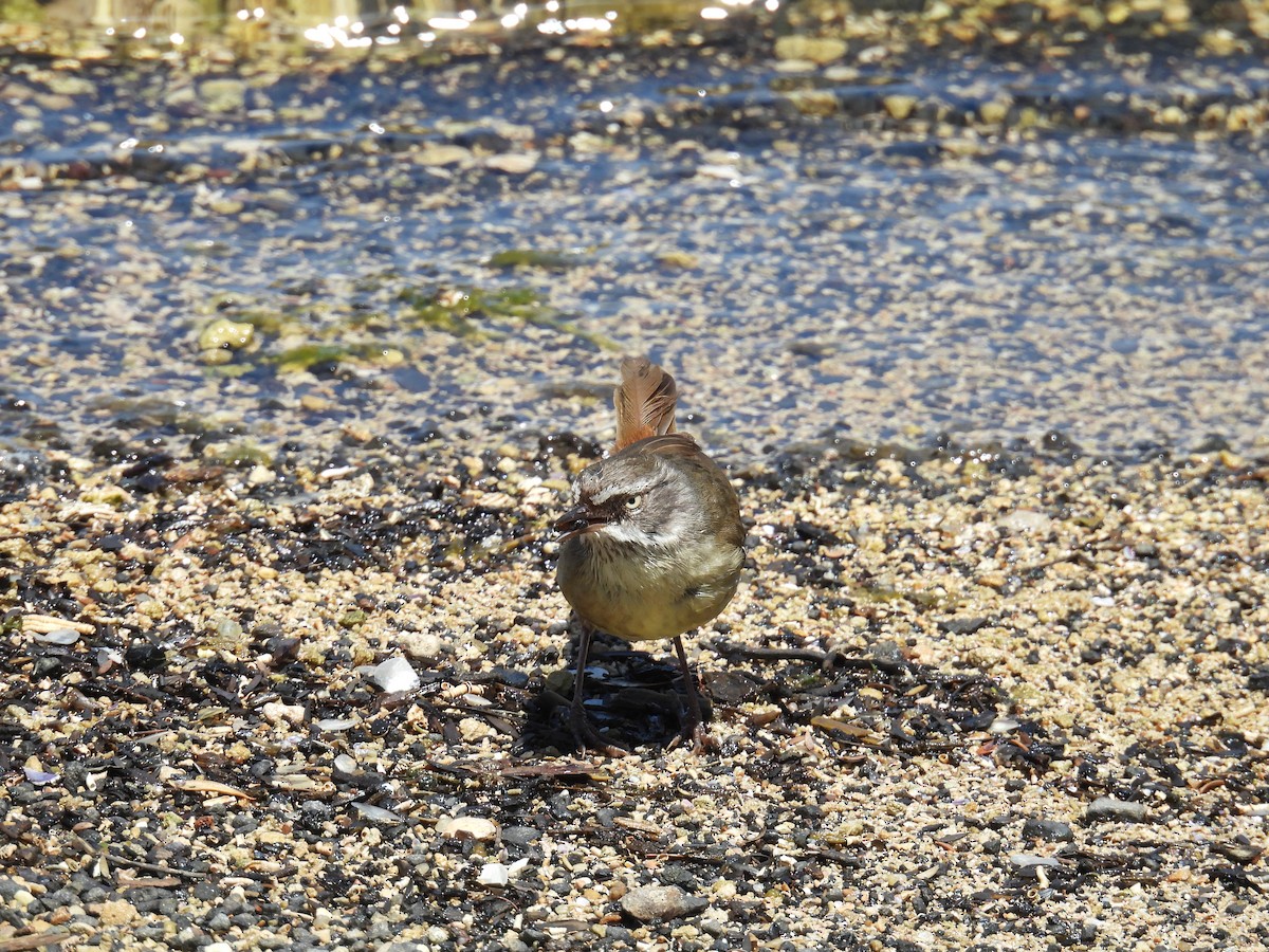 Ak Kaşlı Serikornis - ML646705184