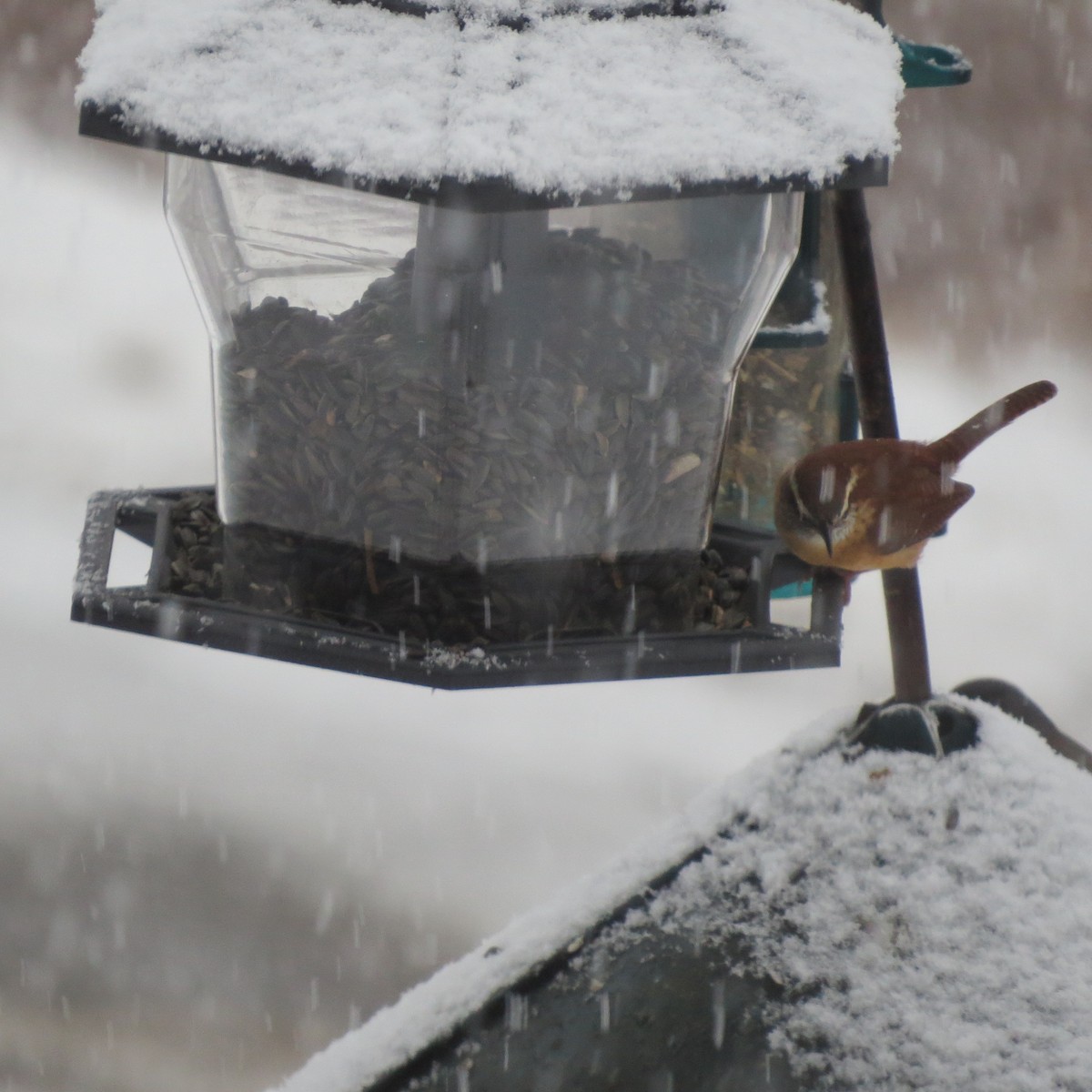 チャバラマユミソサザイ - ML646705185