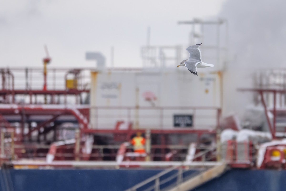 Gaviota Argéntea Americana - ML646705188