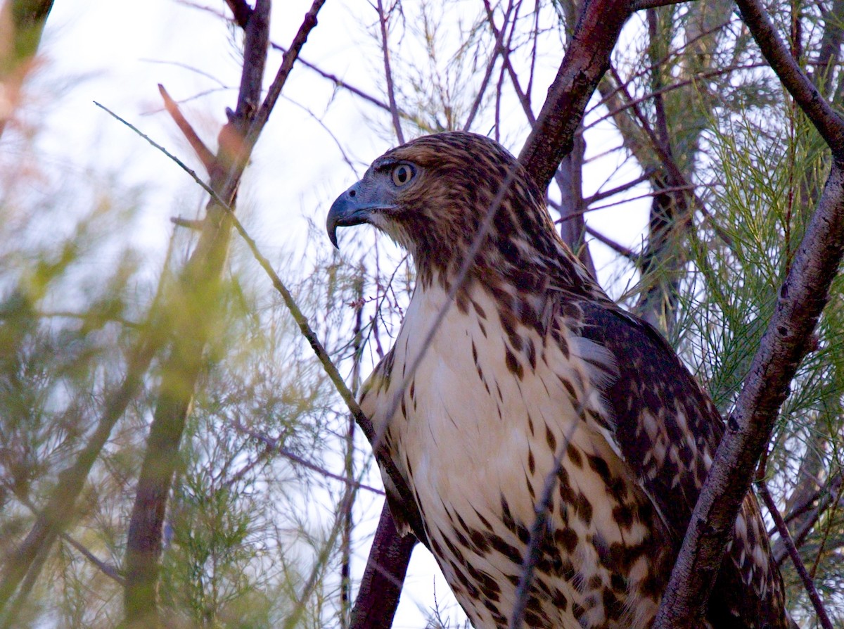 Red-tailed Hawk - ML646705191