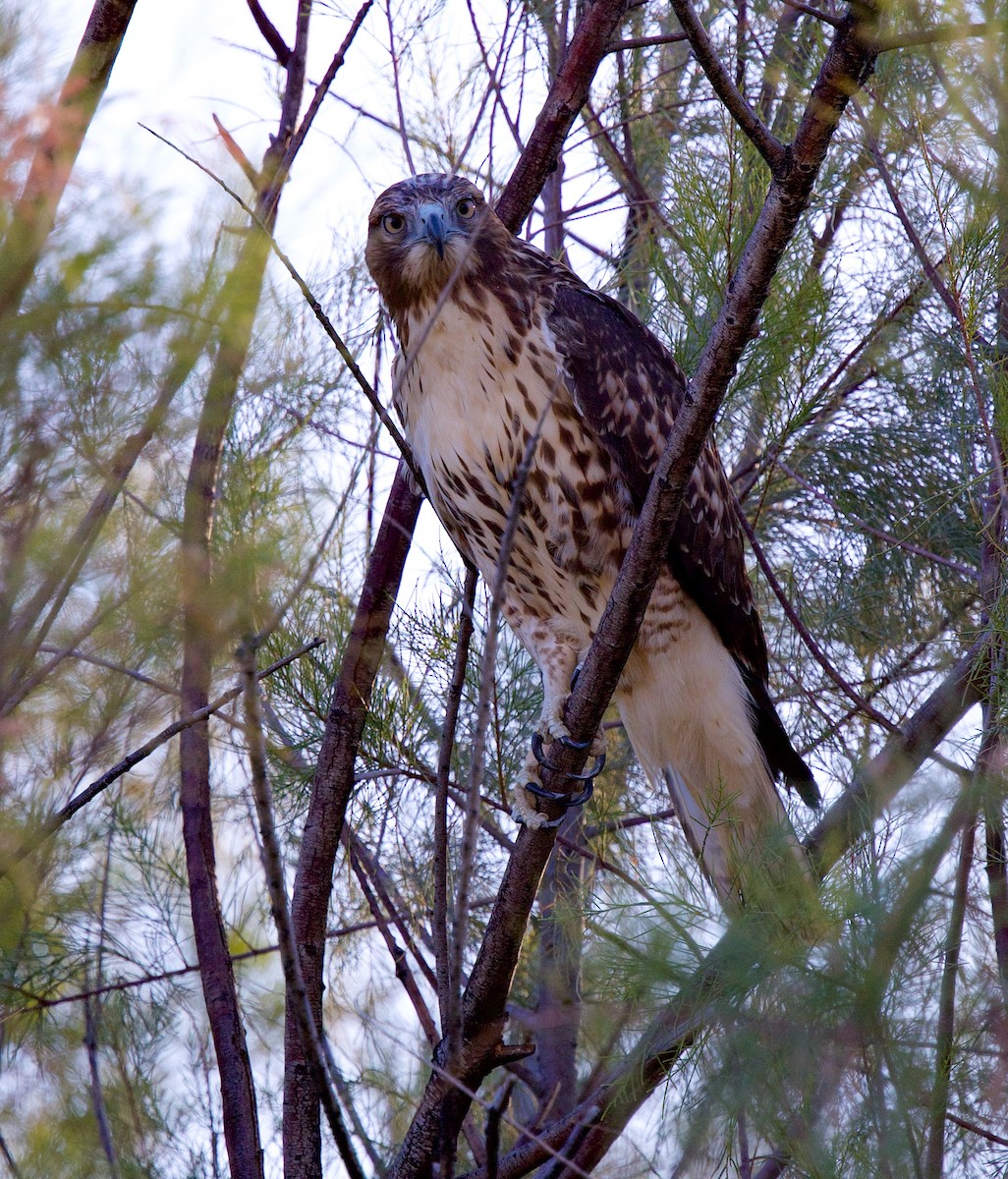 Red-tailed Hawk - ML646705192
